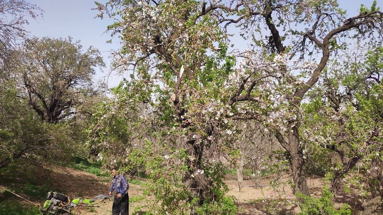 شخم زدن درختان