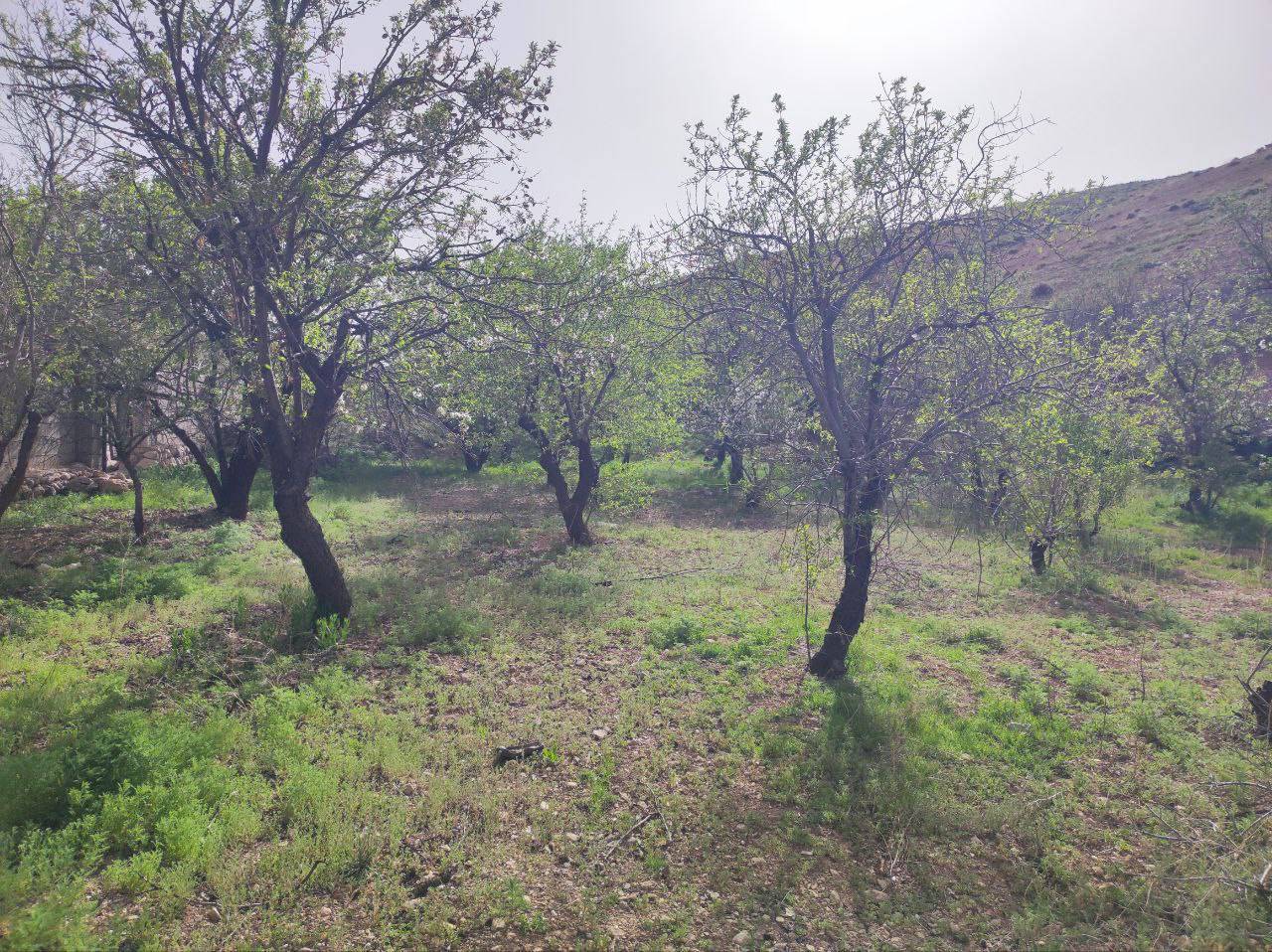 درختان میوه
