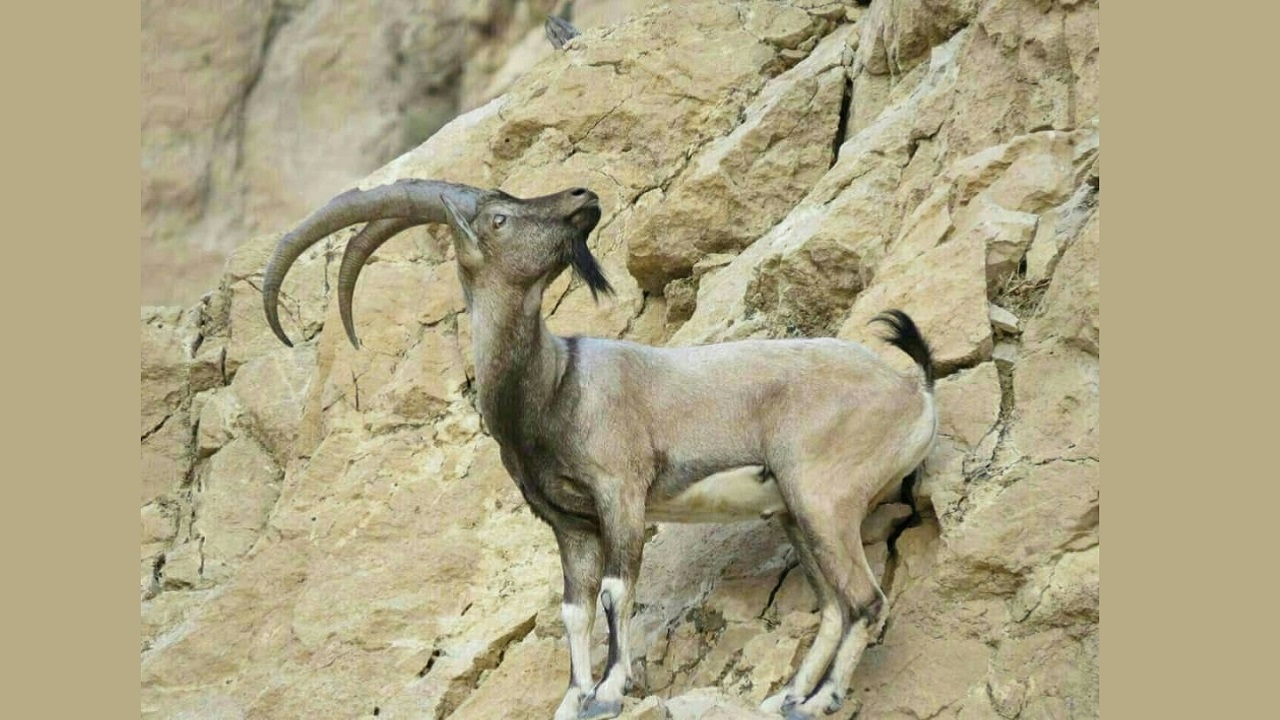 جولان دوباره بز کوهی در طبیعت سردشت