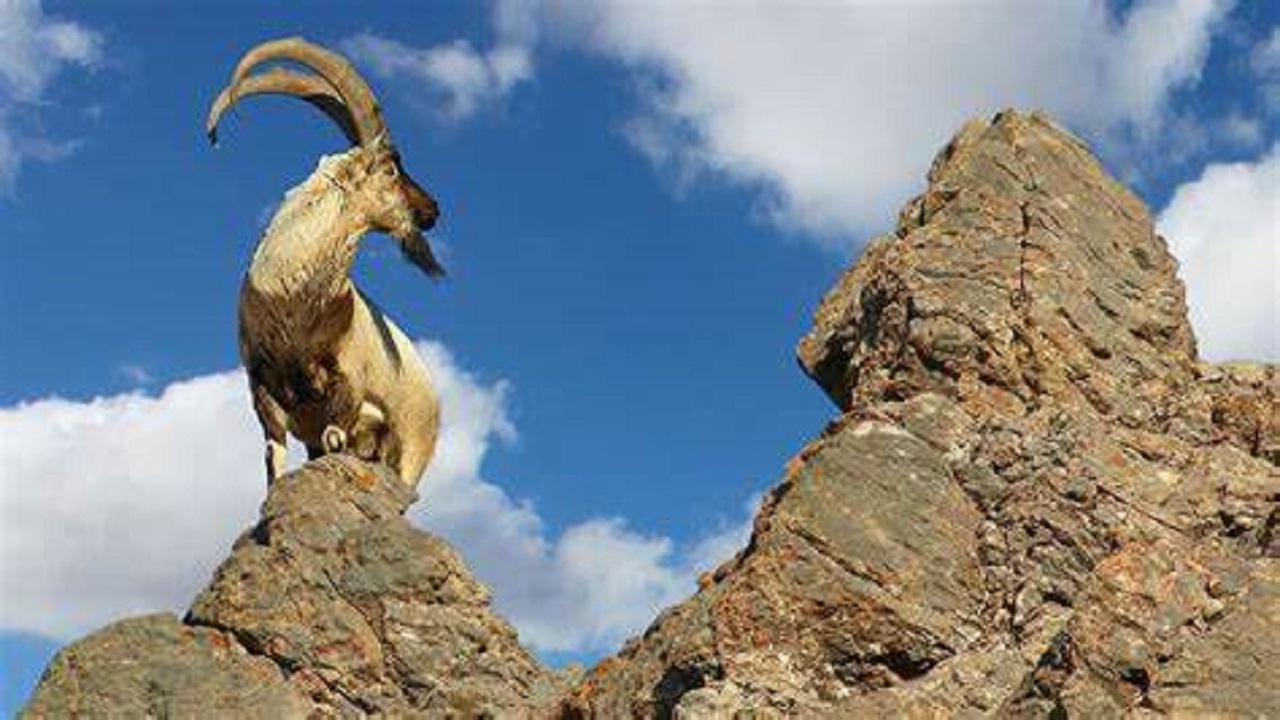 نجات ۲۳ قوچ و میش وحشی به کمک دوست‌داران محیط زیست + فیلم