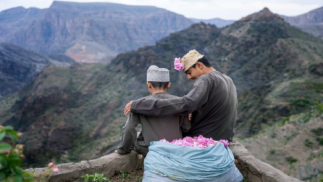 فصل گلاب‌گیری در جبل‌الاخضر عمان