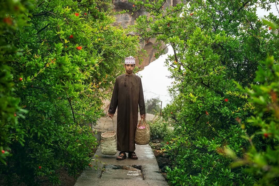 فصل گلاب&zwnj;گیری از گل محمدی در جبل&zwnj;الاخضر عمان