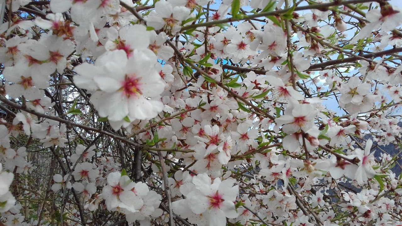 شکوفا شدن درختان روستای جغدان کیار به روایت فیلم و تصاویر