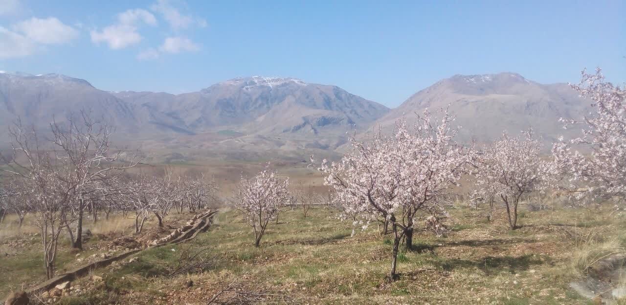 شکوفه های بهاری