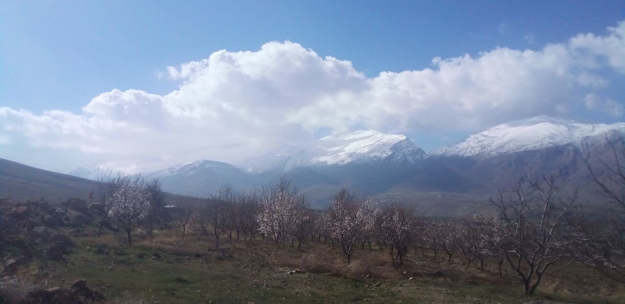 شکوفا شدن درختان