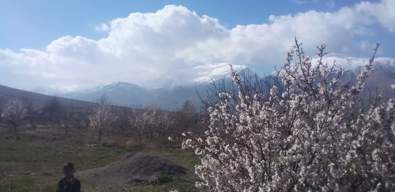 شکوفا شدن درختان