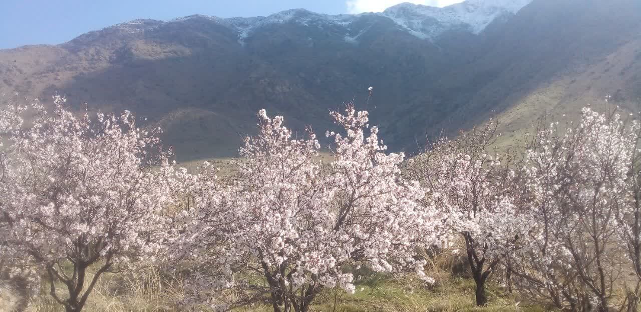 شکوفا شدن درختان