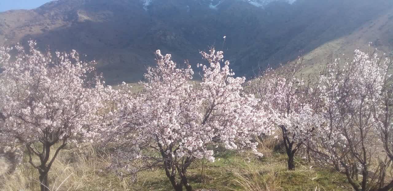 شکوفا شدن درختان