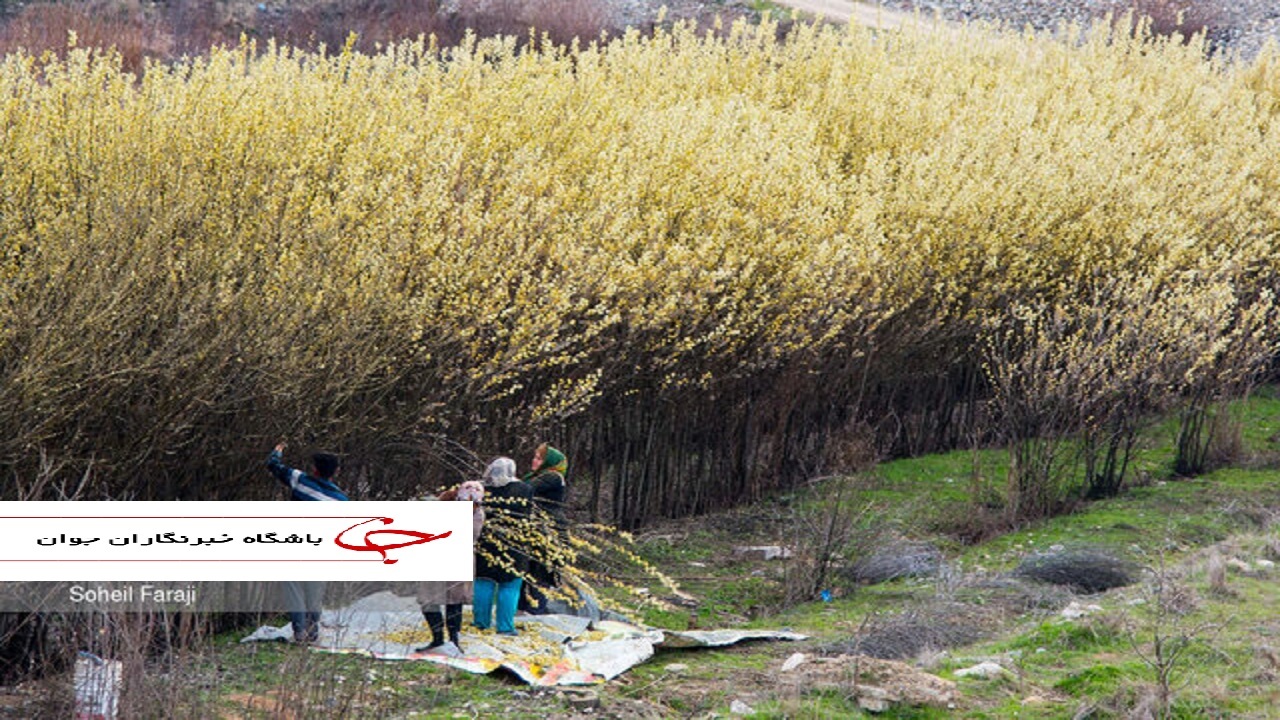 آغاز بهار در آذربایجان غربی با برداشت بیدمشک