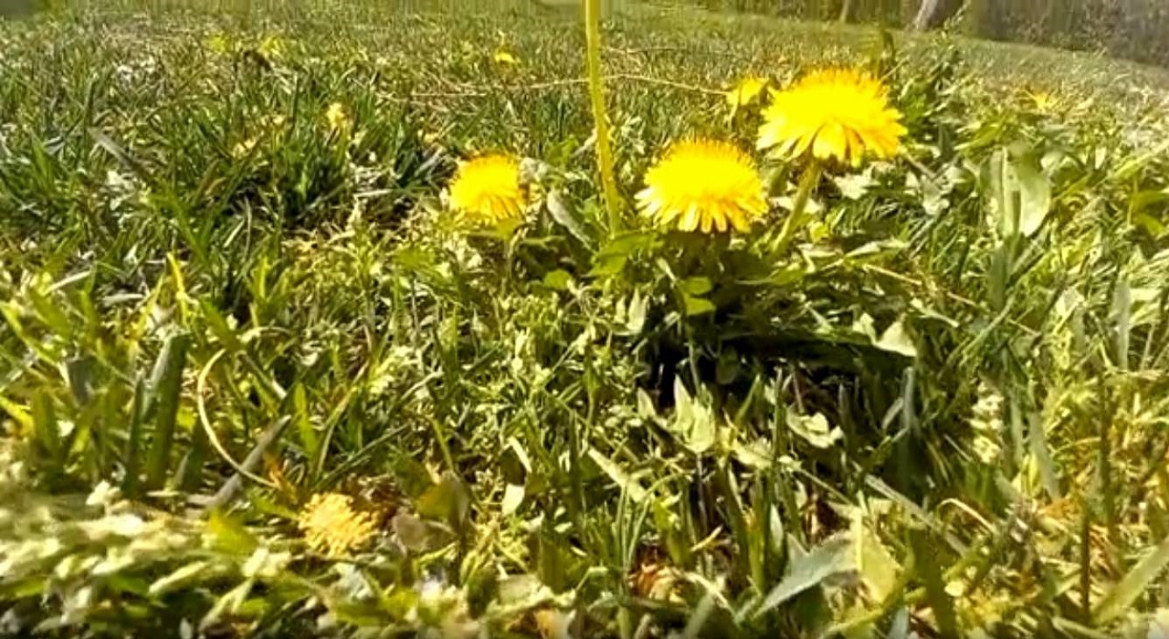 نمایی چشم نواز از طبیعت بهاری مشهد از لنز دوربین شهروندخبرنکار + فیلم