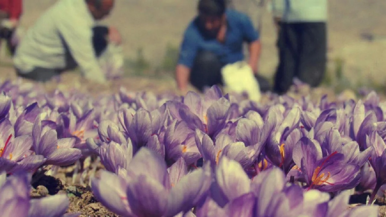 زعفران در تحقق رشد ۸ درصدی اقتصاد کشور جایگاه ویژه‌ای دارد