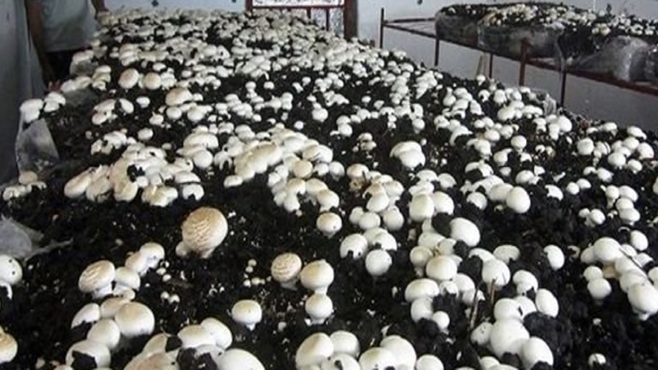 پرورش قارچ توسط بانوی آملی در محیط کوچک خانه خود + فیلم