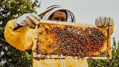 باشگاه خبرنگاران -تلفات گسترده کلنی‌های زنبور عسل در گیلان