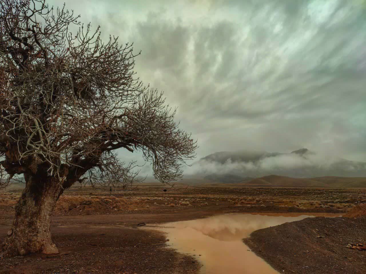 درخت کهنسال در روستای درزاب بجستان