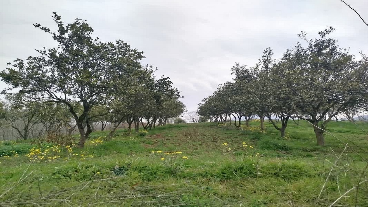شناسنامه‌دار شدن ۲۱۲ هکتار از باغات سوادکوه شمالی