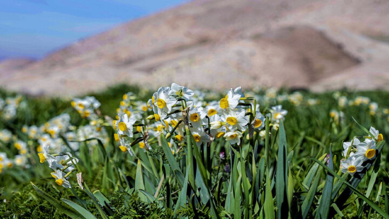 خودنمایی نرگس‌زار‌ها در زمستان کویر