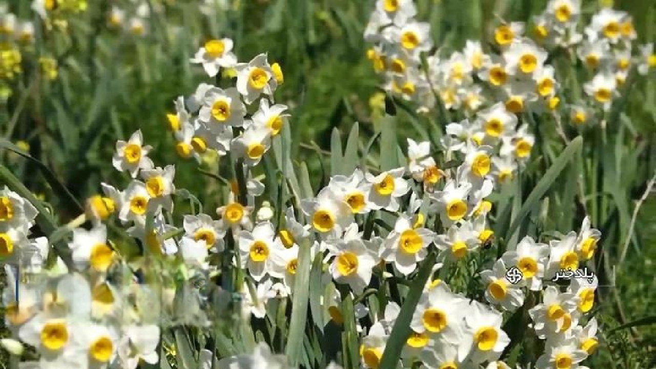 برداشت سالانه ۲۰ میلیون شاخه گل نرگس در لرستان