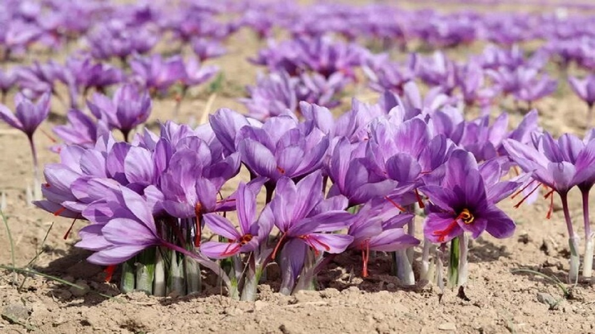 باشگاه خبرنگاران -روند رو به رشد تولید طلای سرخ در کهگیلویه و بویراحمد
