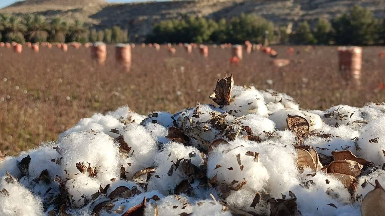 نمایی از برداشت طلای سفید در مزارع لارستان + عکس