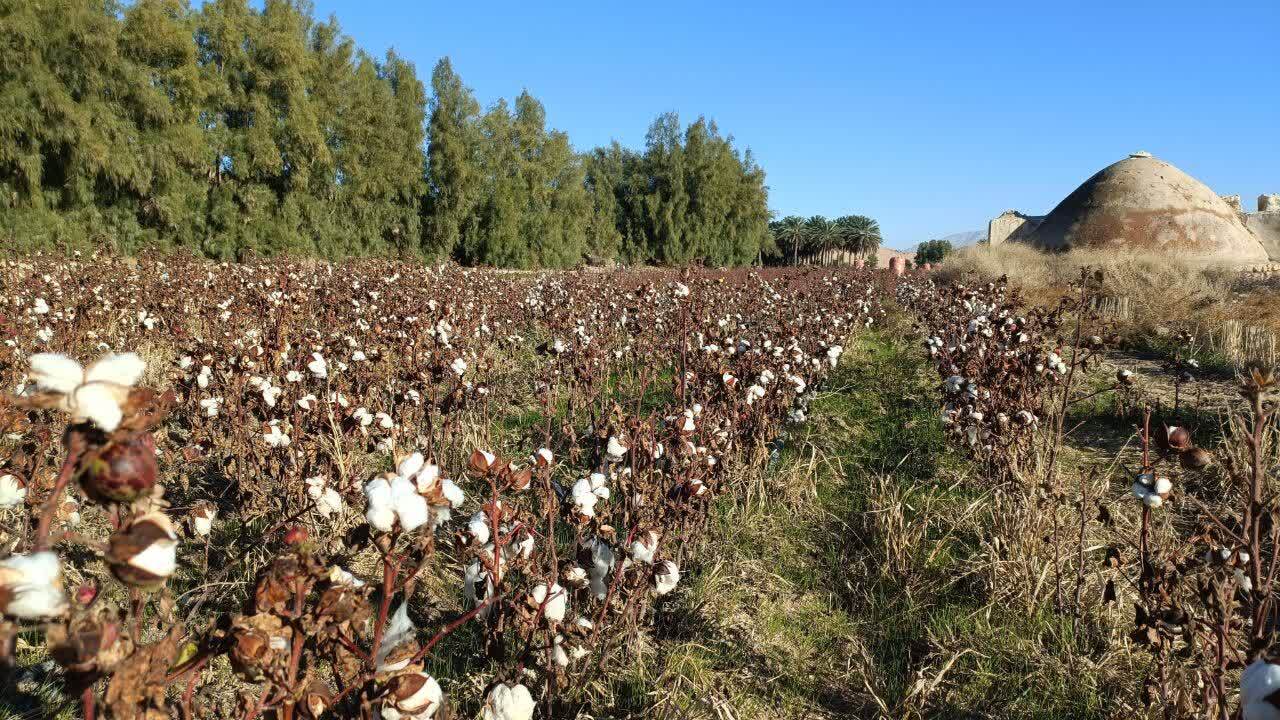 نمایی از برداشت طلای سفید در مزارع لارستان + عکس