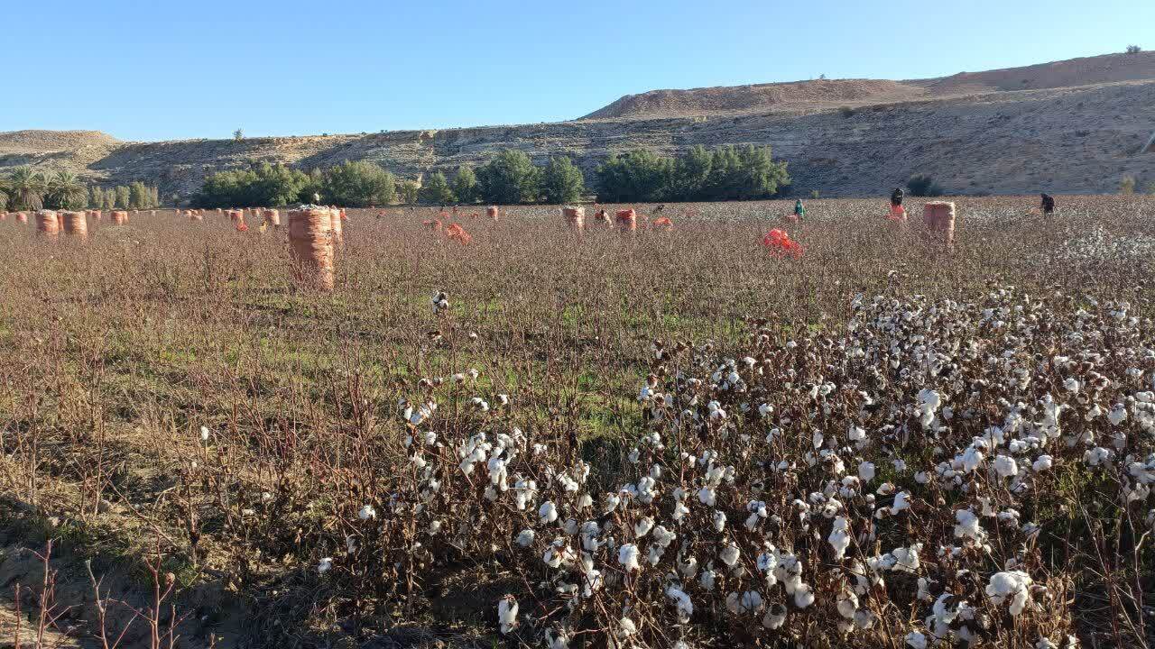 نمایی از برداشت طلای سفید در مزارع لارستان + عکس