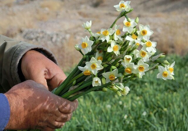کازرون در آغوش عطر نرگس
