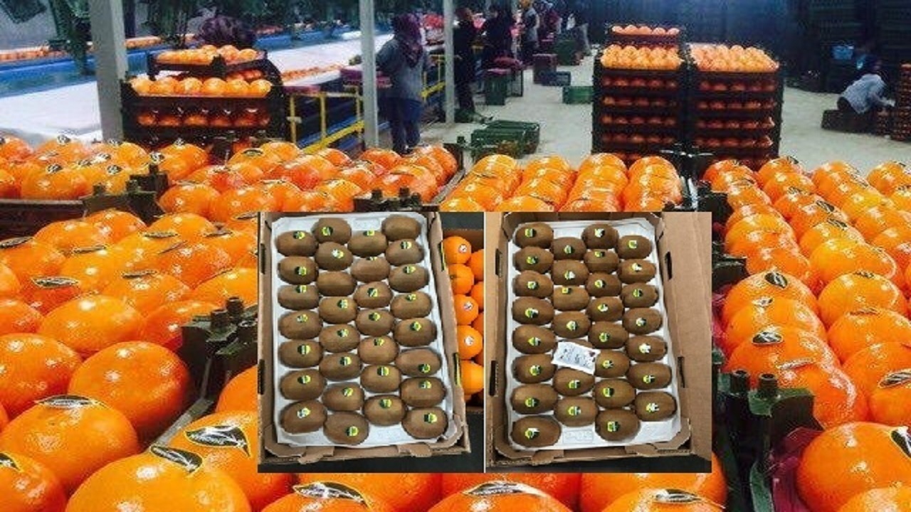 صادرات بیش از ۸۵ هزار تن محصول باغی مازندران
