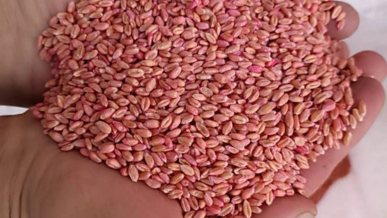 توزیع ۳۰ هزار تن بذر گندم اصلاح شده در کردستان