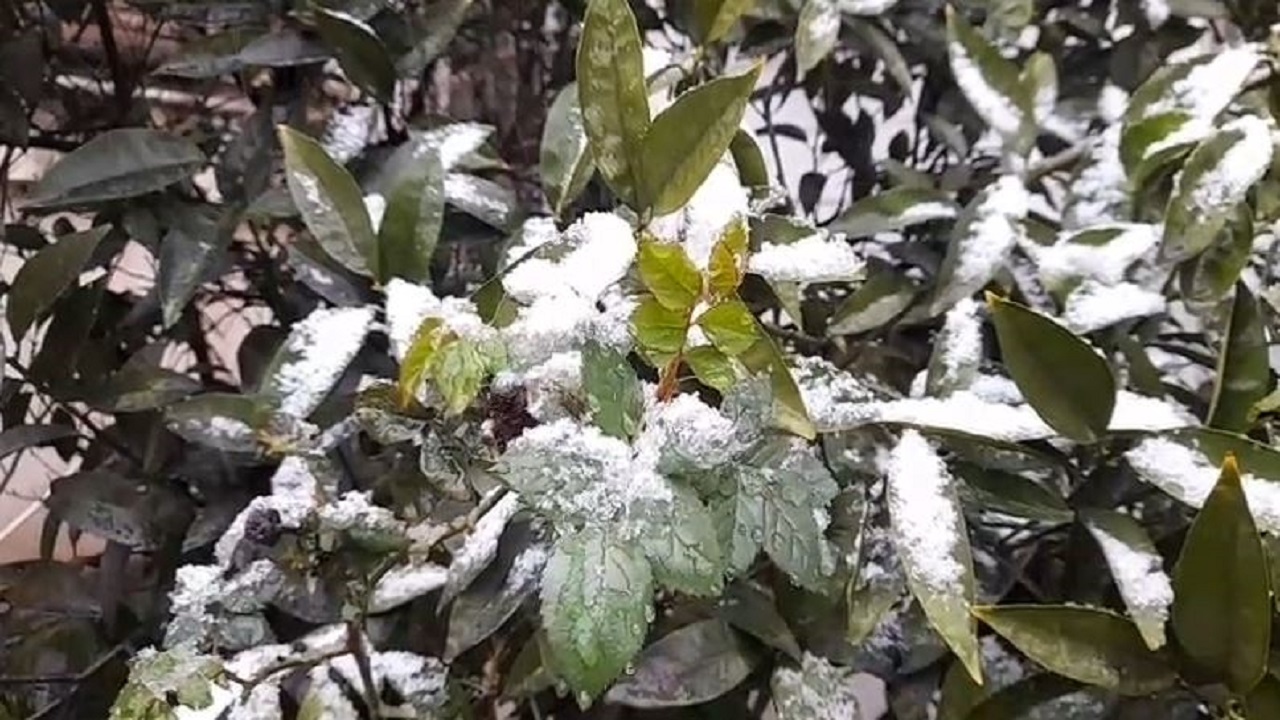 بارش زیبای برف در گلستان + فیلم