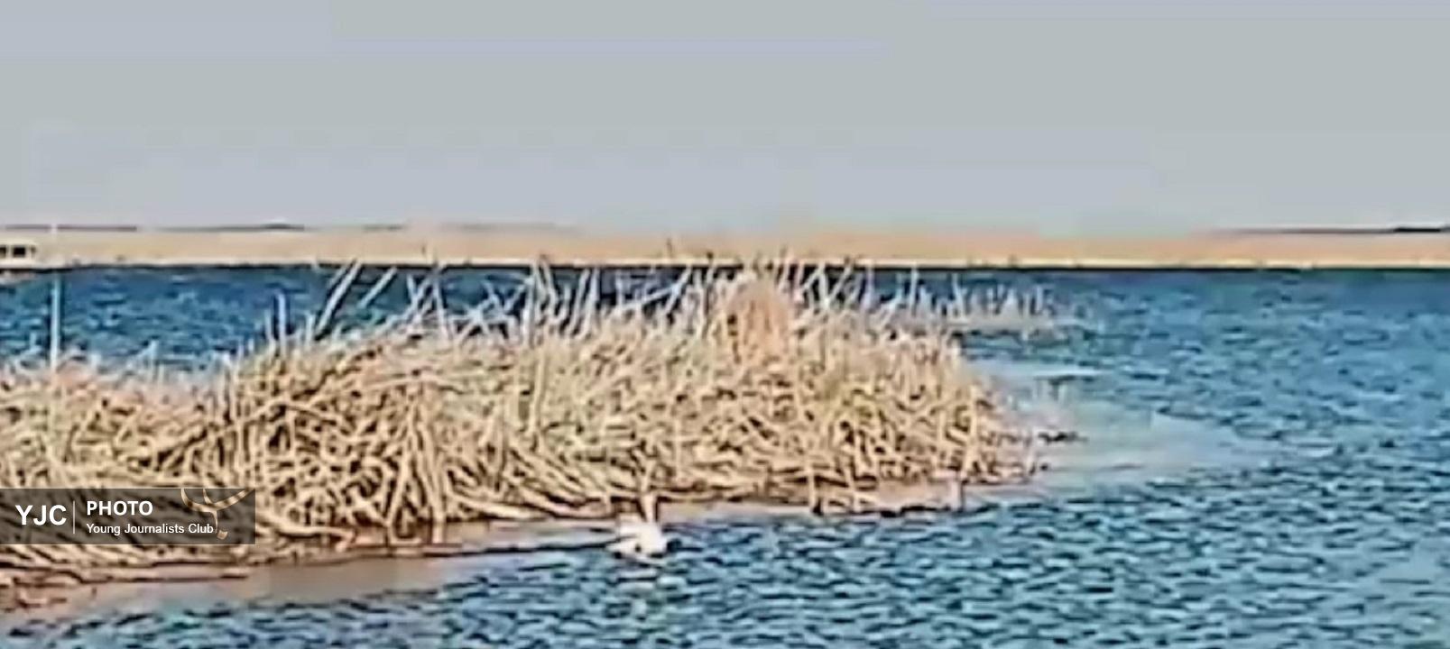 نجات و رهاسازی یک قوی زیبا در پارک ملی بوجاق + فیلم