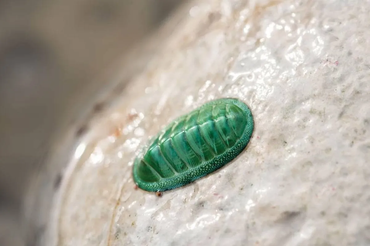 گهواره دریایی