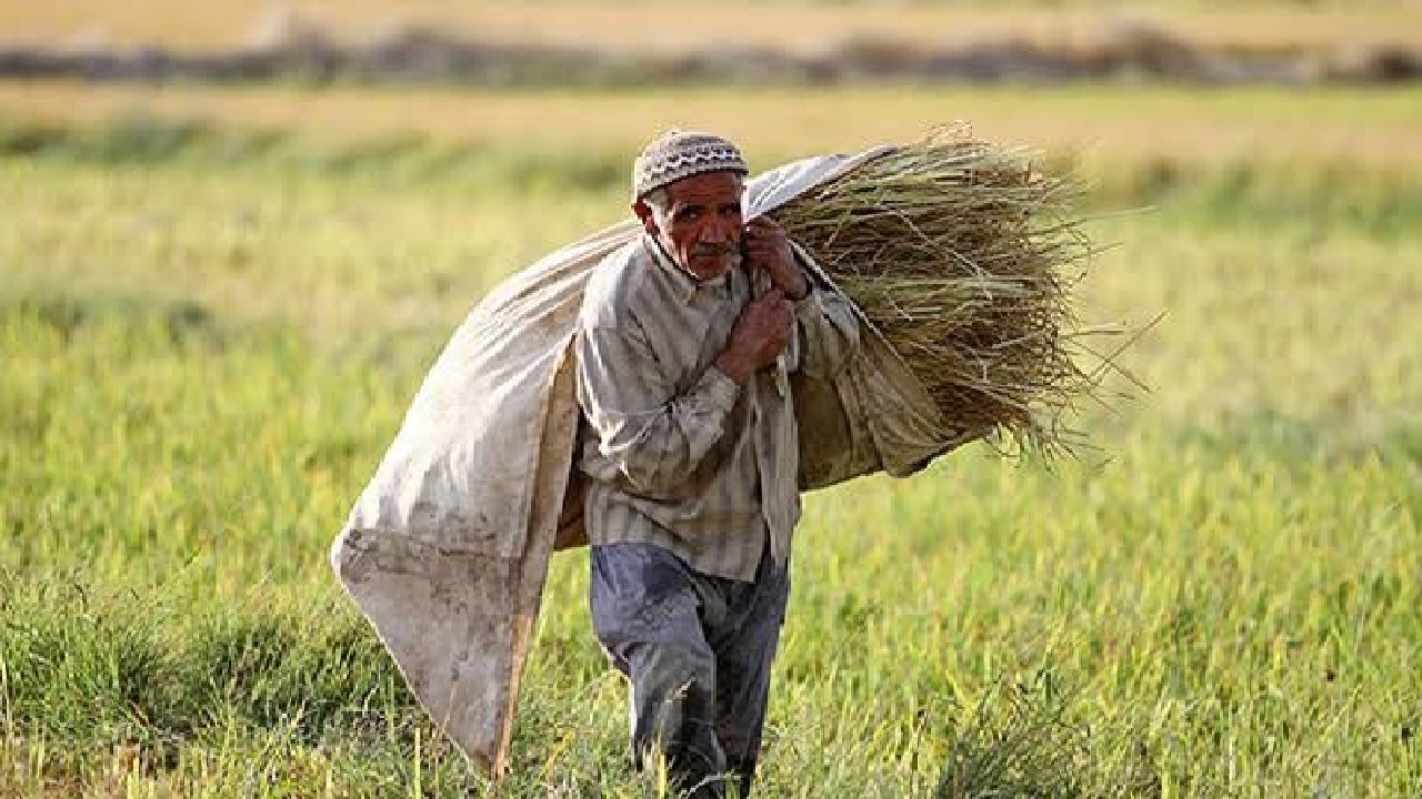 کشاورزان لرستانی می‌کارند، اما سود درو نمی‌کنند؛ بحران نهاده‌ها و بیمه ناکارآمد
