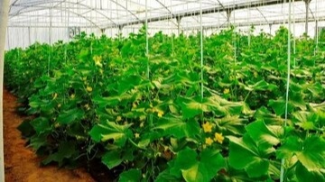 بهره‌برداری از ۱۱ طرح باغبانی و گلخانه‌ای در هرمزگان