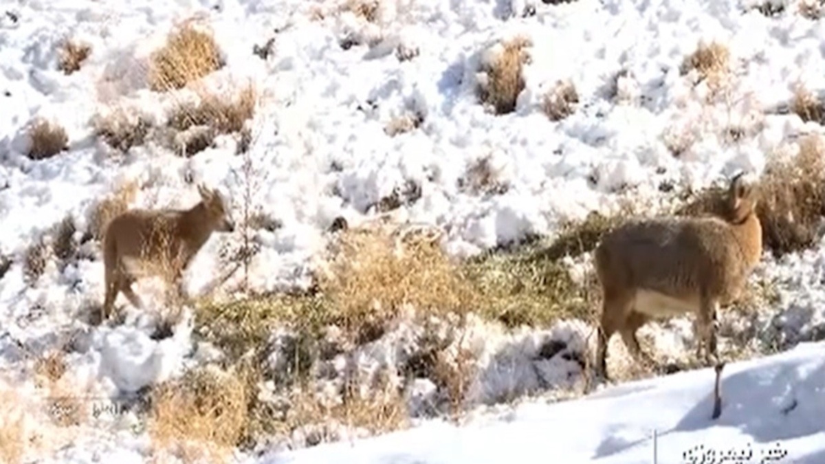 بارش برف بهاری در روستای قزلسوری چالدران + فیلم