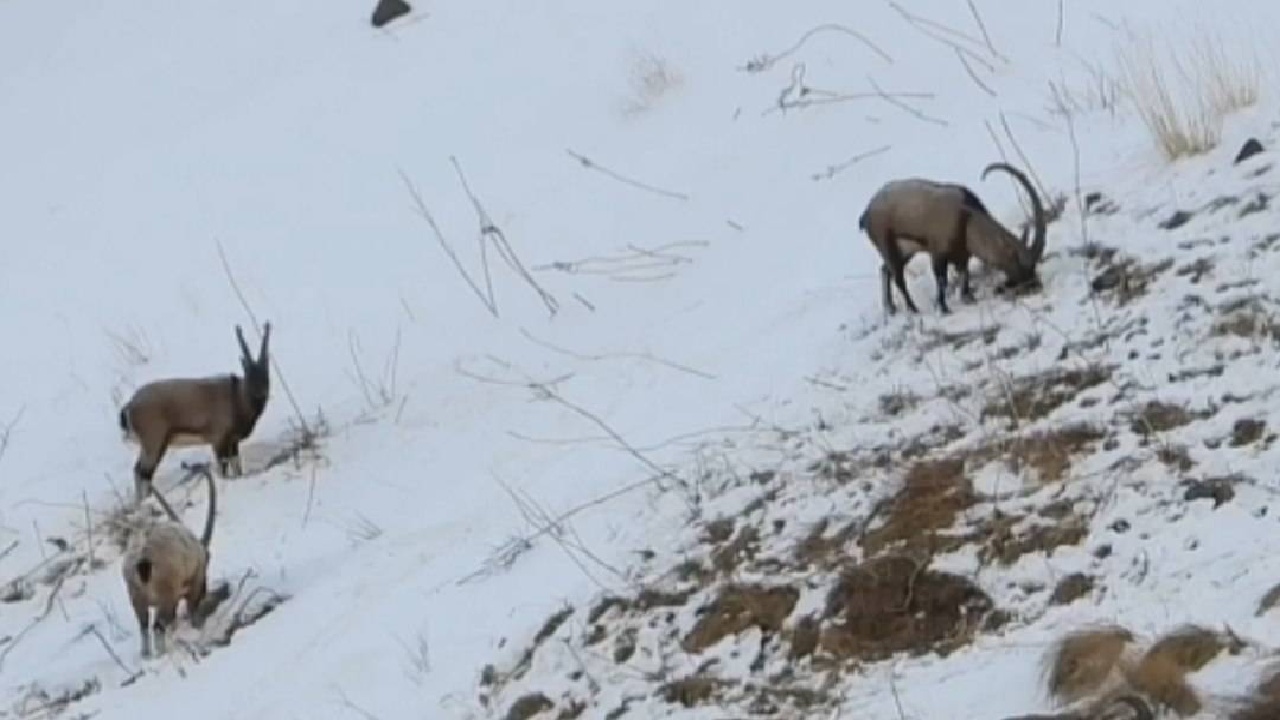 آغاز سرشماری پستانداران شاخص در ساوجبلاغ