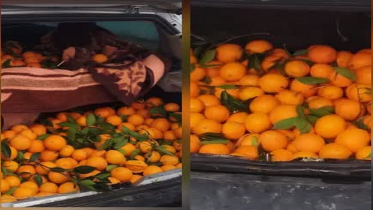 دستگیری سارق محصولات باغی در قائم شهر