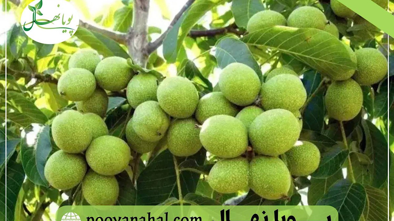 وقتی انتخاب نهال گردو، آینده یک باغ را تعیین می‌کند