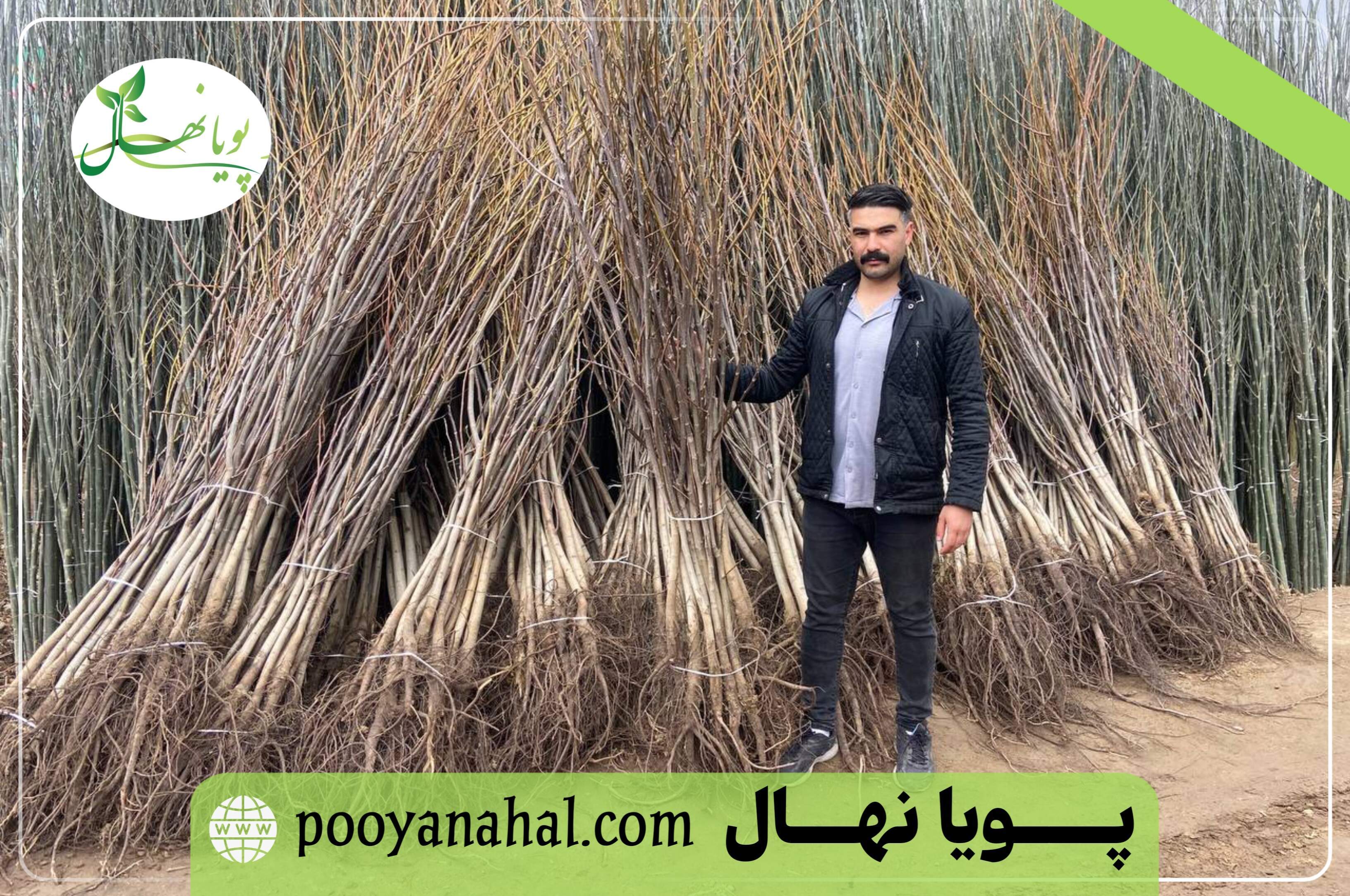 وقتی انتخاب نهال گردو، آینده یک باغ را تعیین می&zwnj;کند