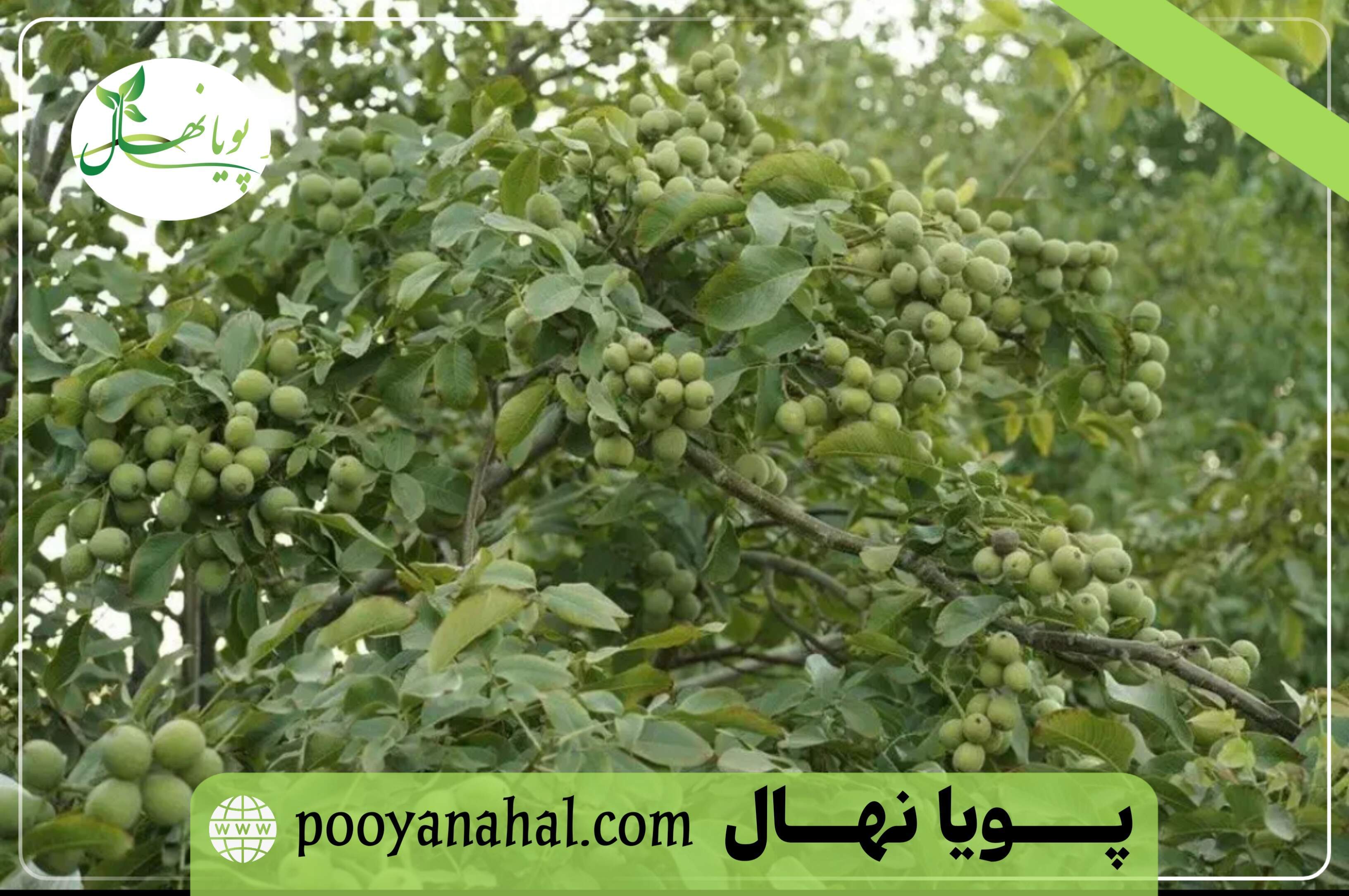 وقتی انتخاب نهال گردو، آینده یک باغ را تعیین می&zwnj;کند