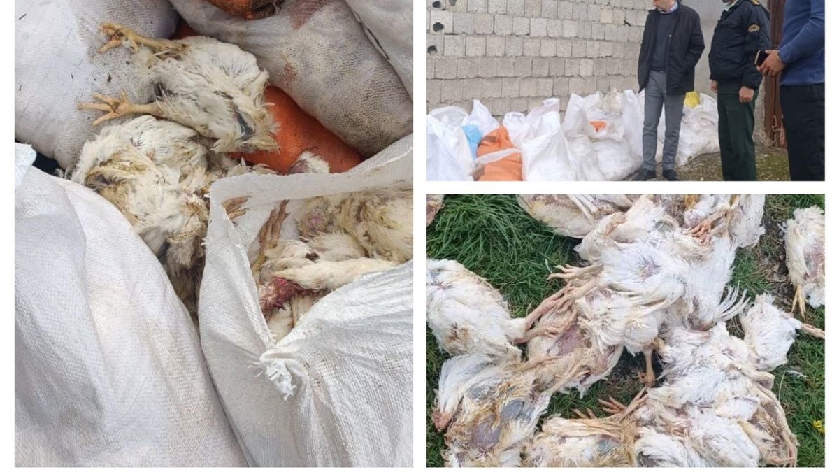 باشگاه خبرنگاران -یک انبار دپوی مرغ فاسد در بندر انزلی کشف شد