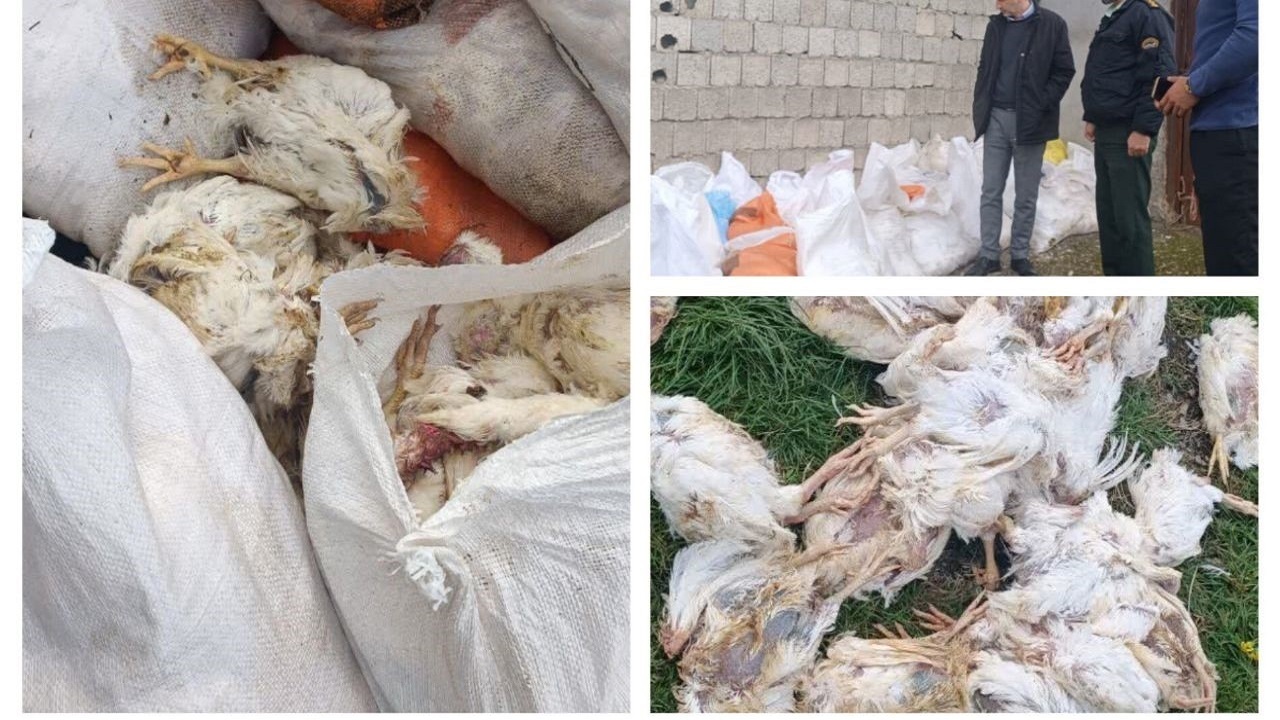 یک انبار دپوی مرغ فاسد در بندر انزلی کشف شد