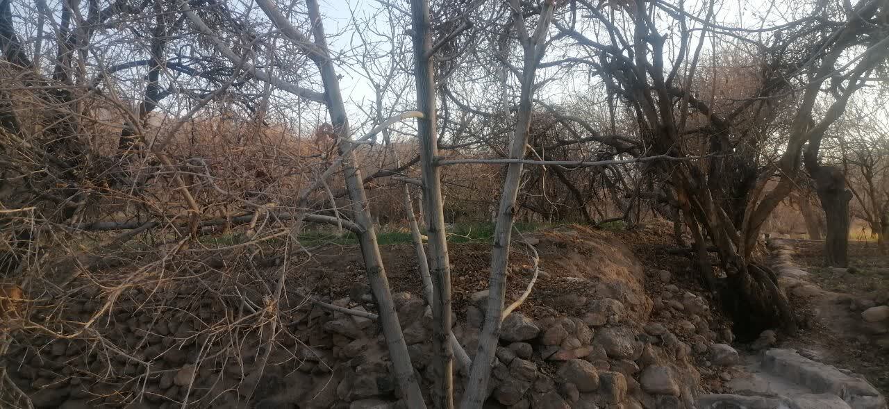 خشکسالی درختان خشکسالی درختان