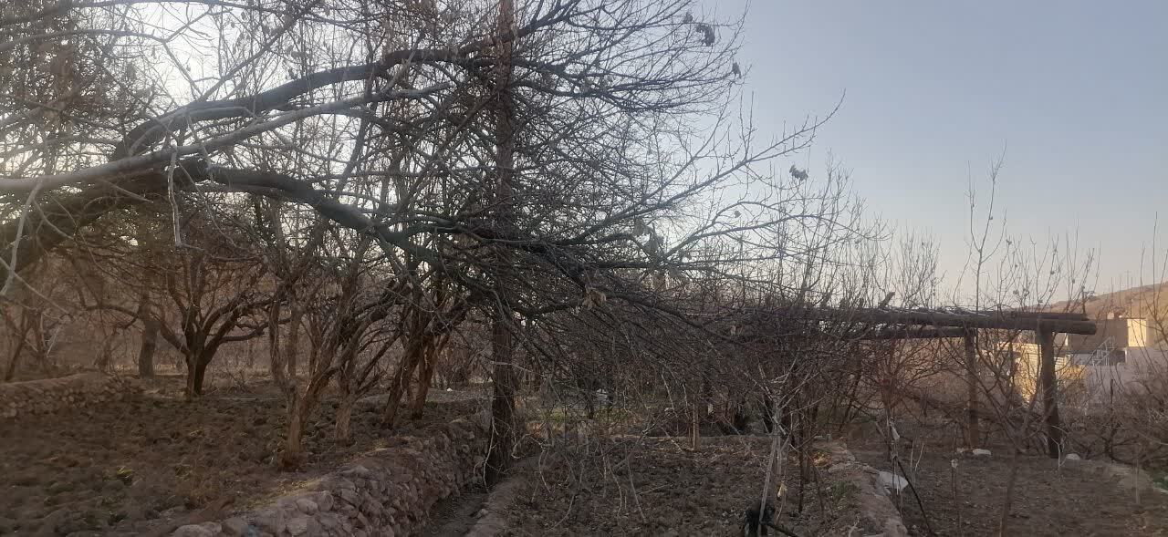 گلایه گردشگران روستای انجیرآوند اردکان از خشکسالی درختان گلایه گردشگران روستای انجیرآوند اردکان از خشکسالی درختان