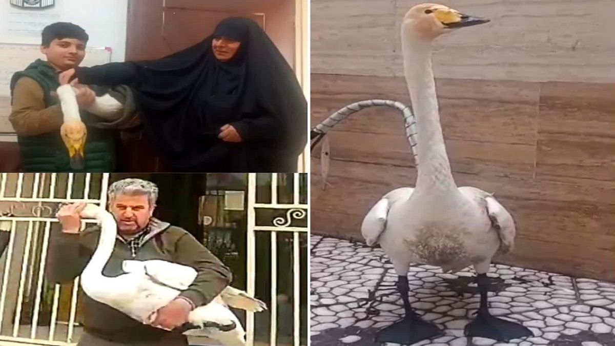 باشگاه خبرنگاران -نجات قوی فریادکش زخمی در آستانه اشرفیه + فیلم