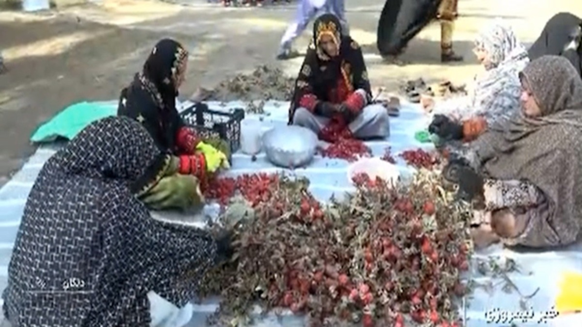 صنایع تبدیلی مرکبات در گیلان + فیلم