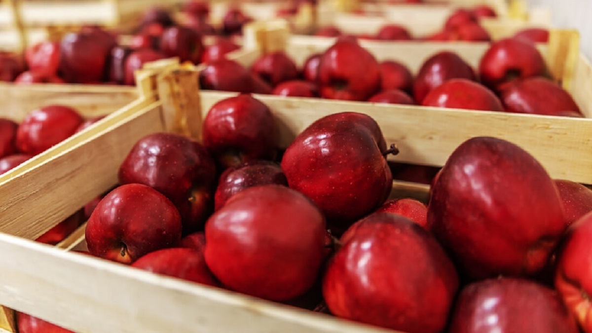 باشگاه خبرنگاران -اجرای مانور نظارت قرنطینه‌ای و عملیات سرمادهی سیب در مراغه