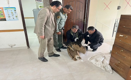نجات ۴۰ پرنده زخمی توسط دوستداران طبیعت آستارا