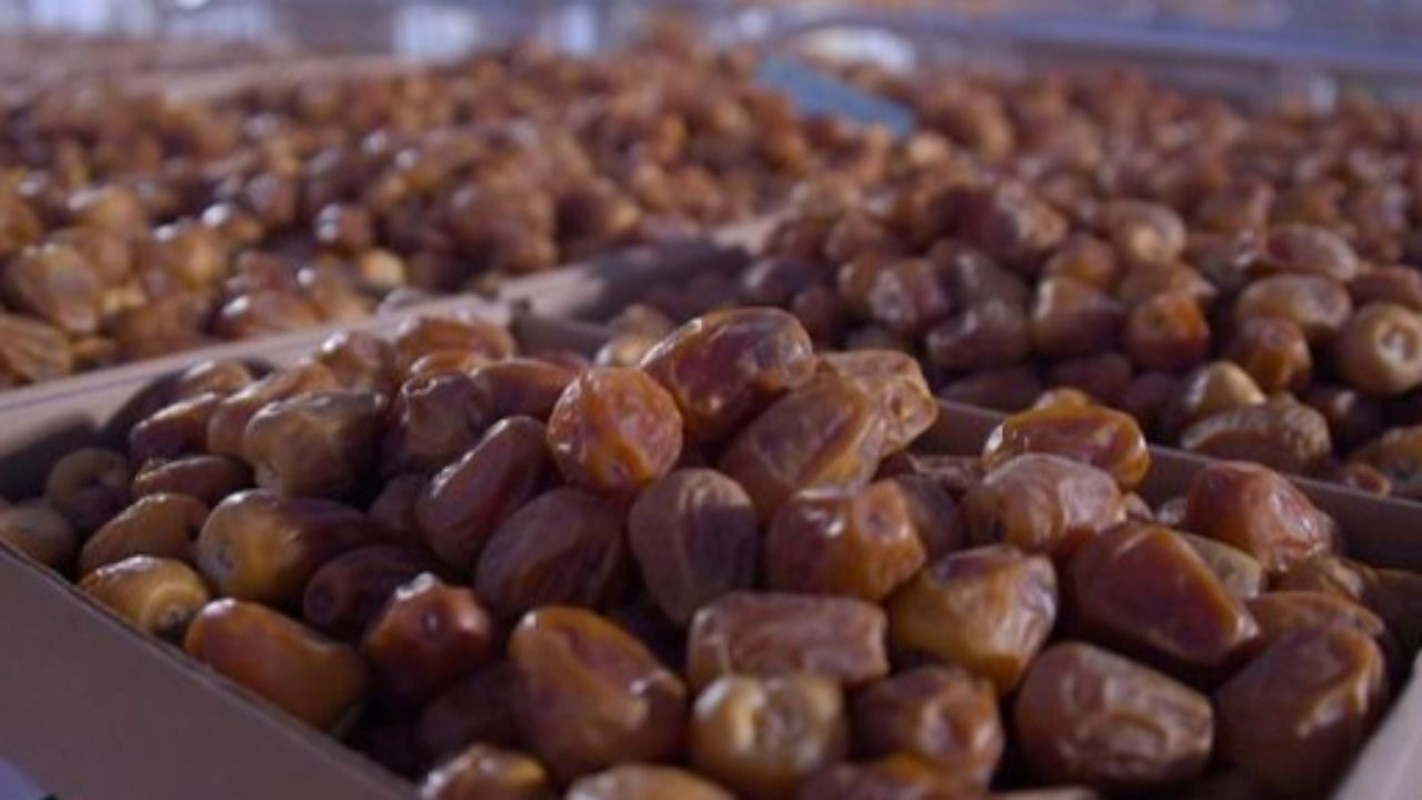 آغاز طرح توزیع خرمای تنظیم بازار در آستانه ماه مبارک رمضان در کردستان