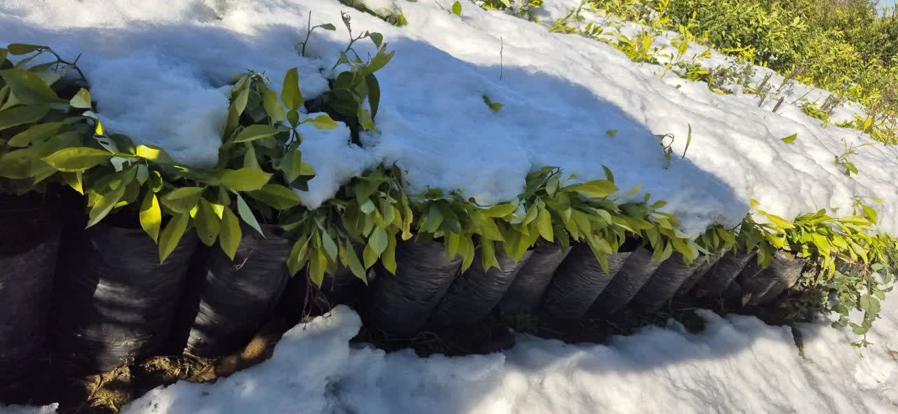 بارش برف به مرکبات روستای حاجیکلاصنم قائمشهر خسارت زد + عکس