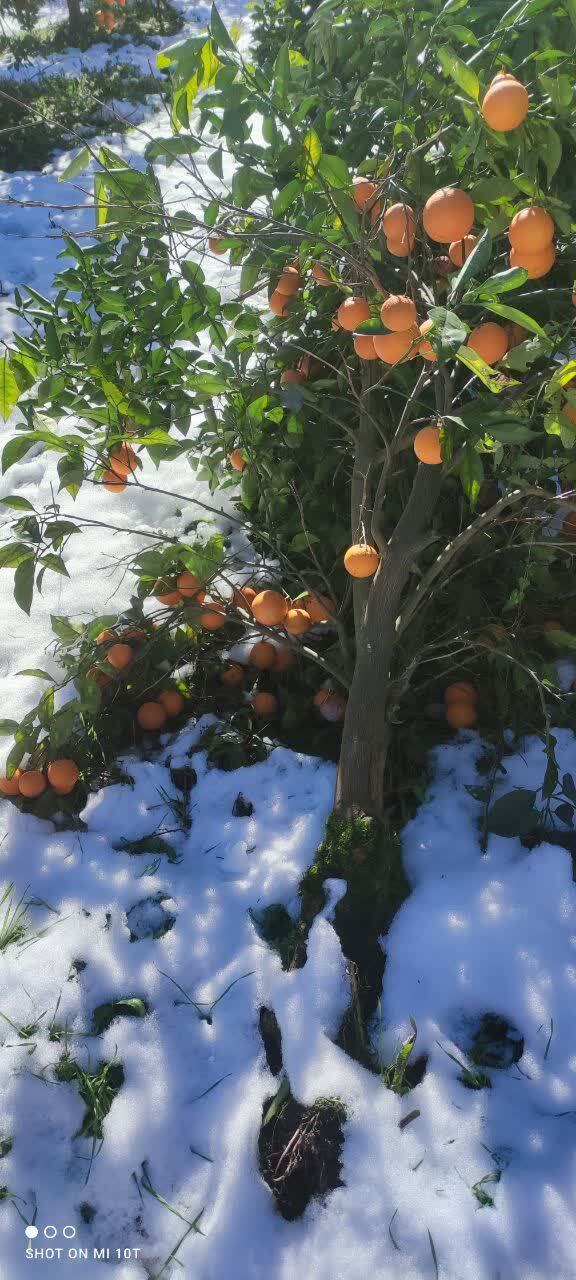 بارش برف به مرکبات روستای حاجیکلاصنم قائمشهر خسارت زد + عکس